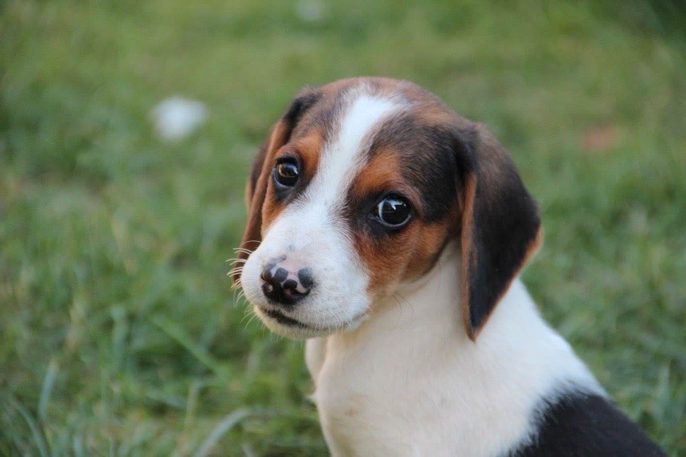 beagle: creati due esemplari "anallergici"