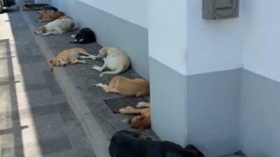 cani randagi licata