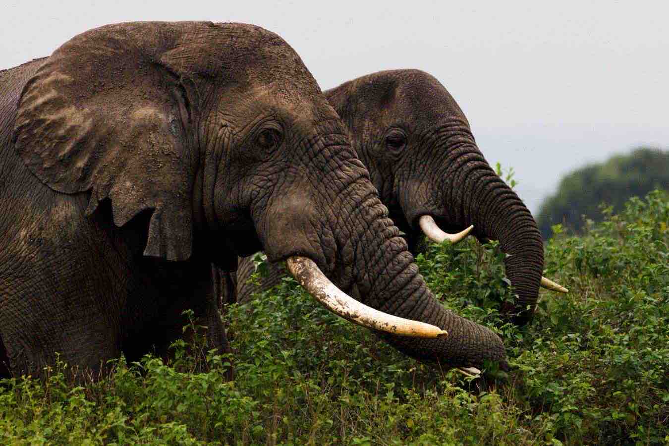 Immagine collegata al feed originale: La battaglia per liberare gli ultimi tre elefanti di uno zoo in Sudafrica