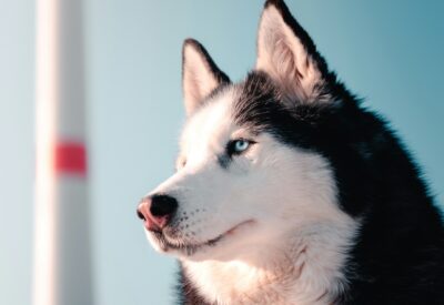husky