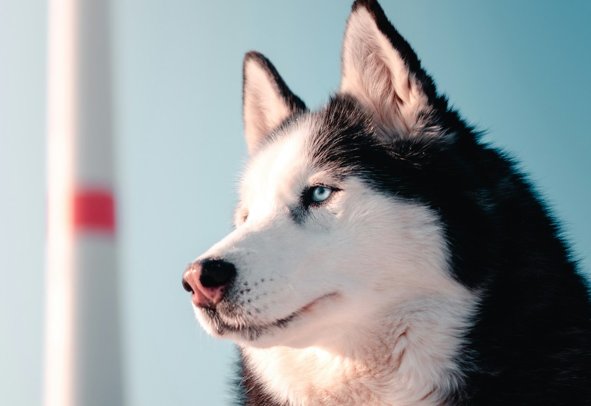 husky