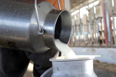 latte crudo pericoli formaggi quali pastorizzazione bollitura
