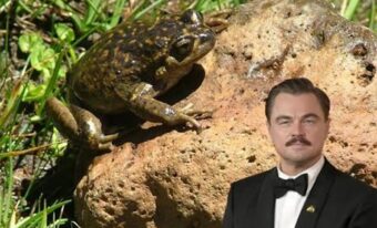 leonardo dicaprio Alsodes pehuenche cile enel