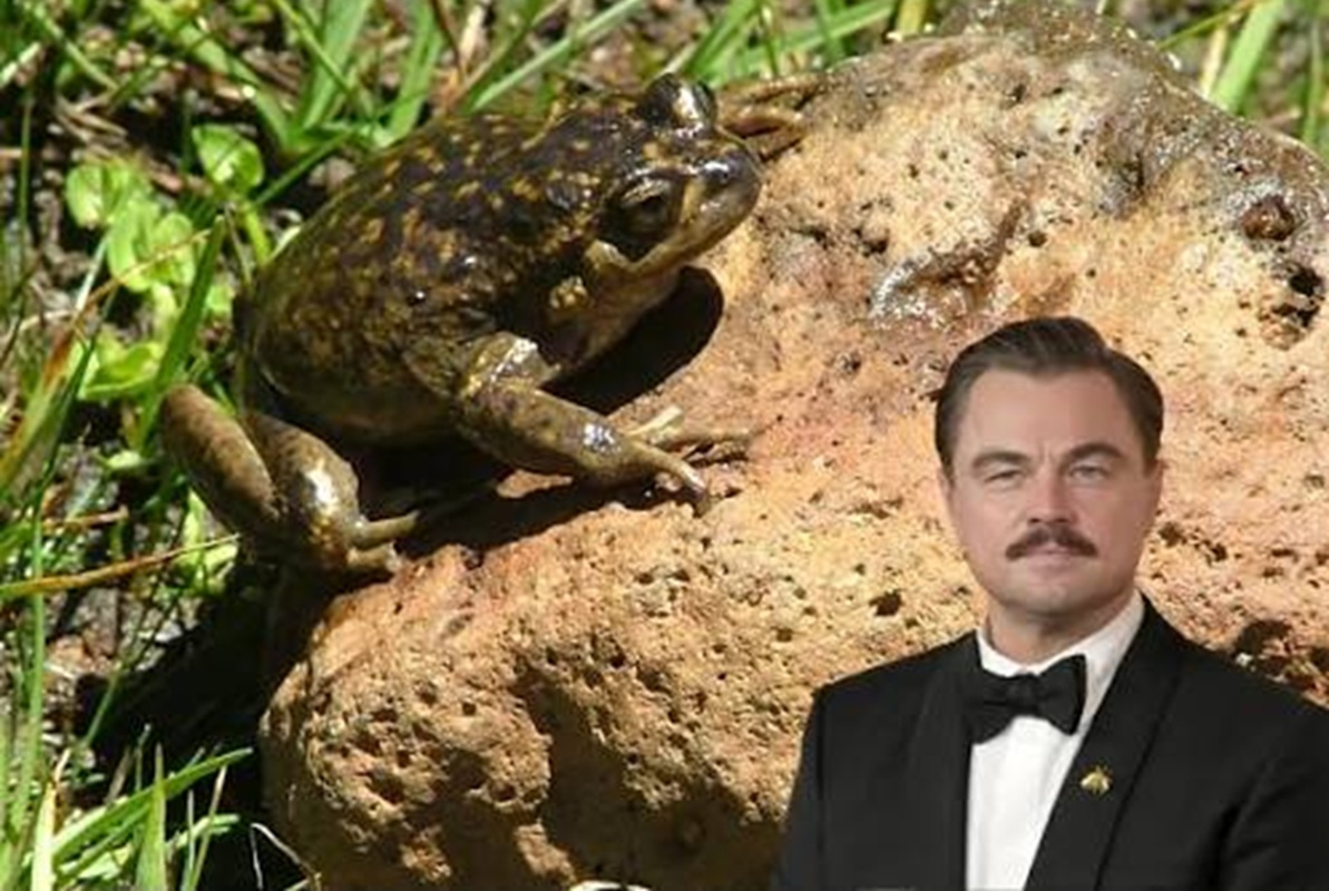 leonardo dicaprio Alsodes pehuenche cile enel