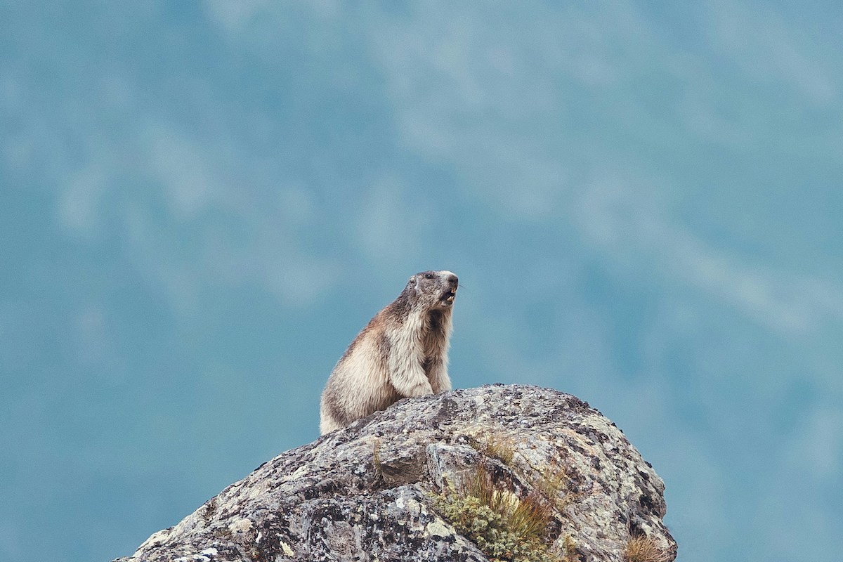 animali selvatici caldo record