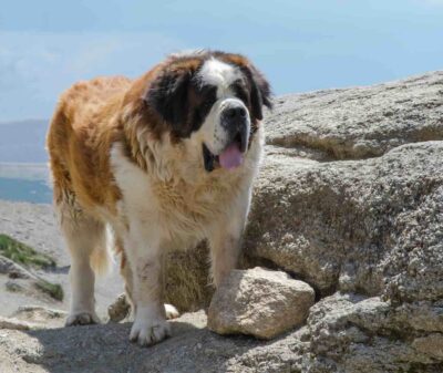 Cane pastore del Caucaso