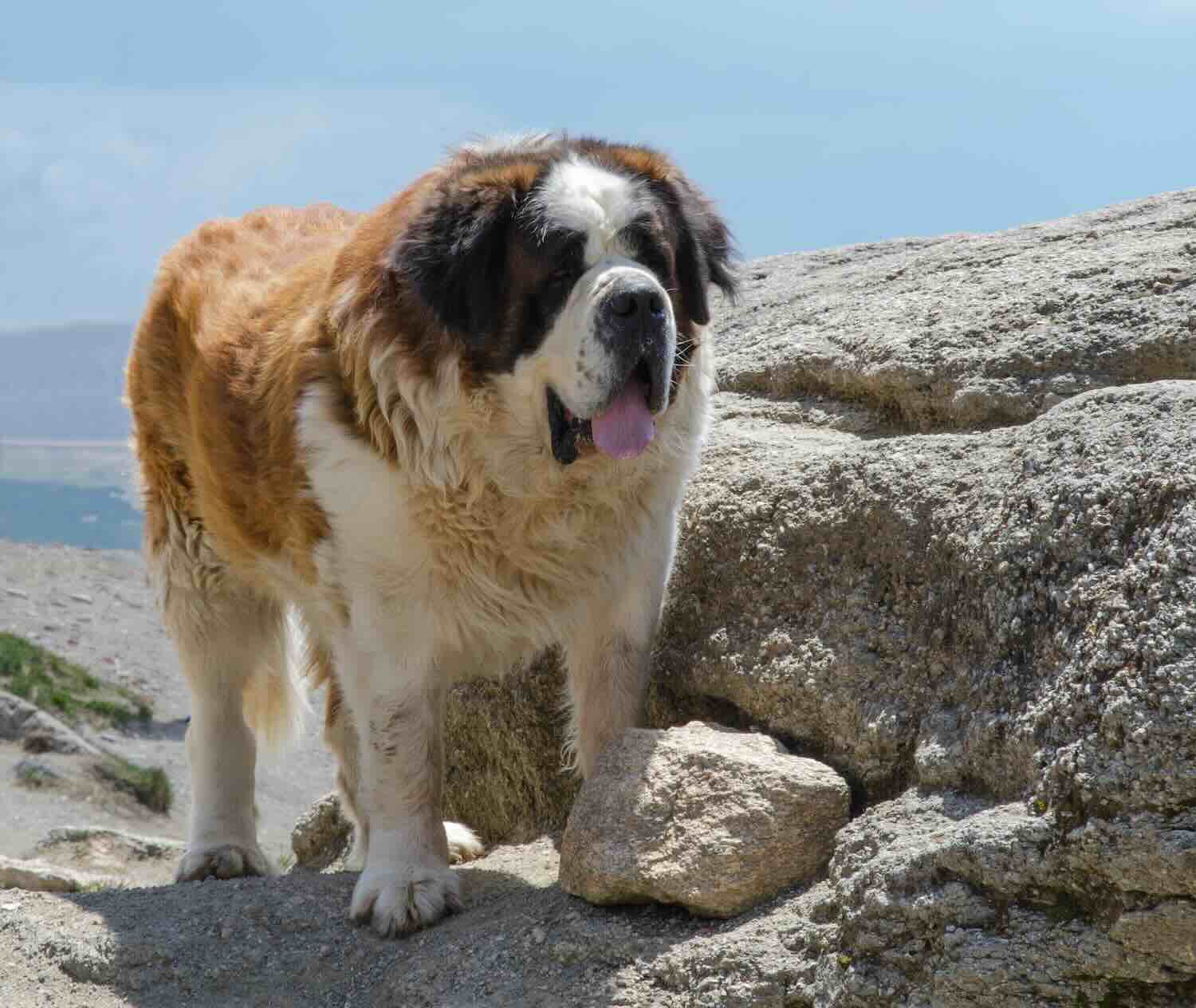 Cane pastore del Caucaso