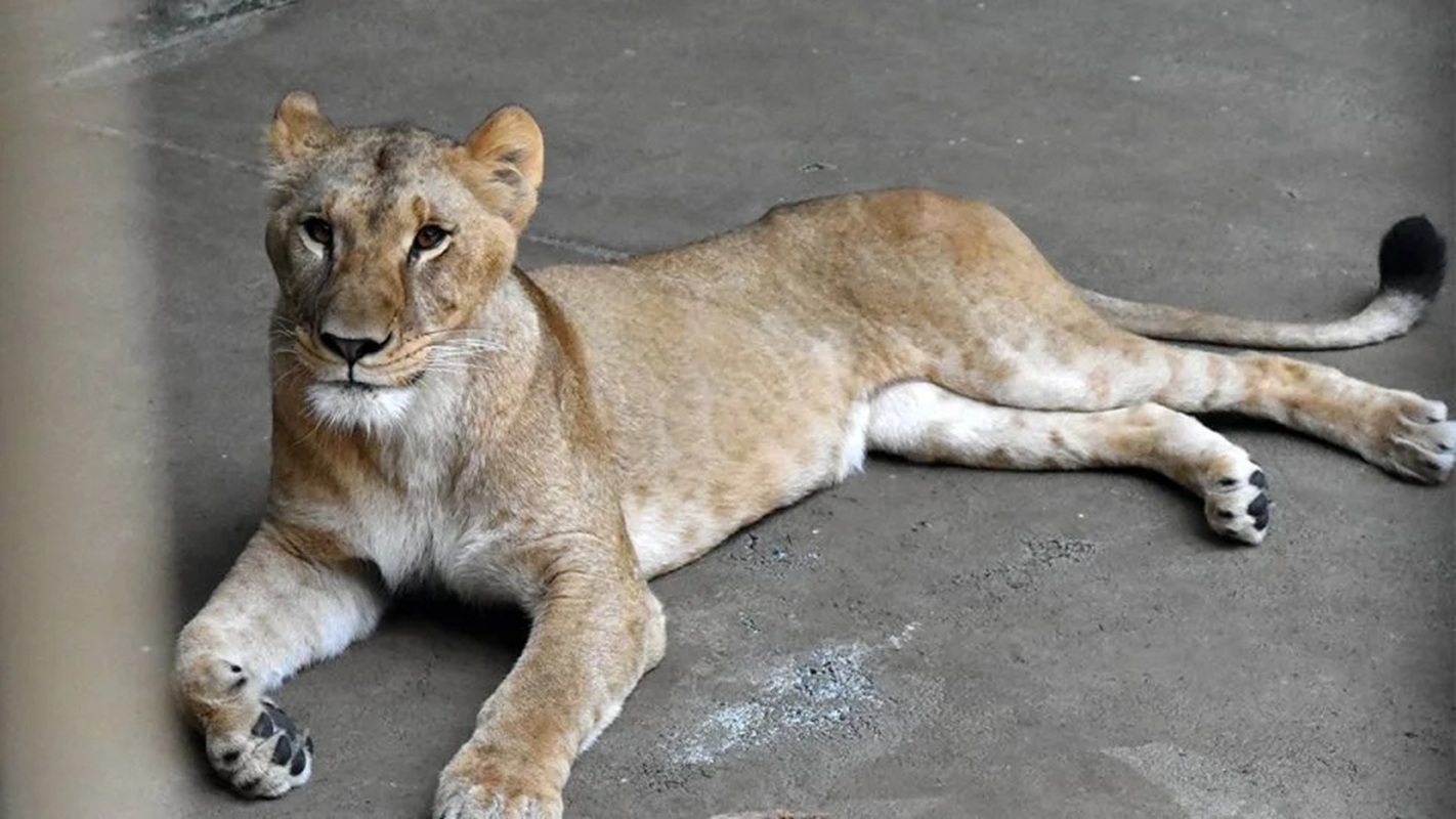 tre leonesse morte caldo zoo tokyo