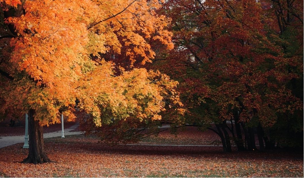Alberi in autunno