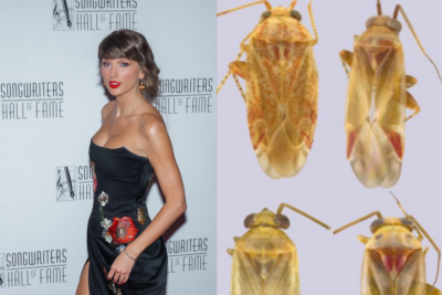 La scienza ha dato il nome di Taylor Swift a una specie di insetti