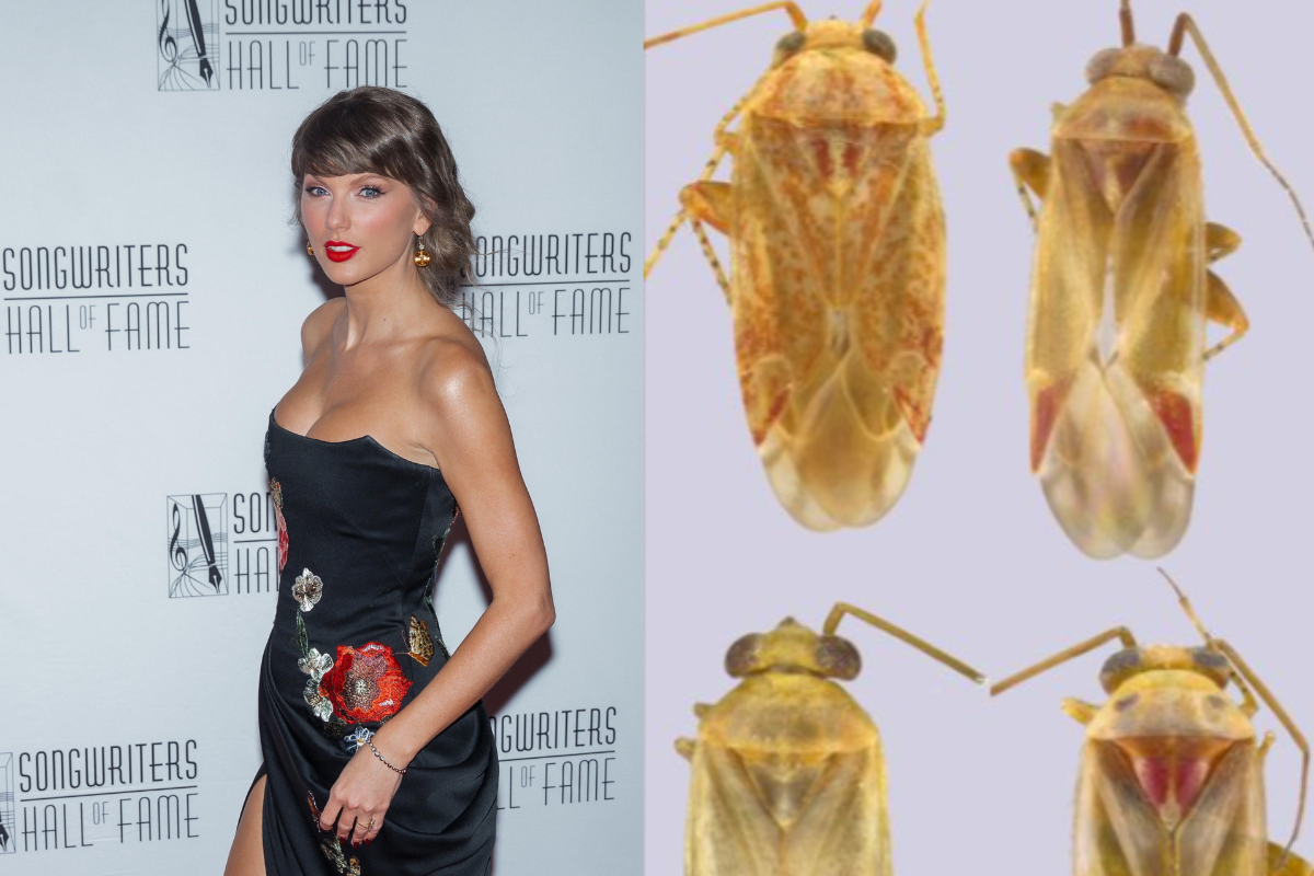La scienza ha dato il nome di Taylor Swift a una specie di insetti