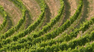 Vigneti