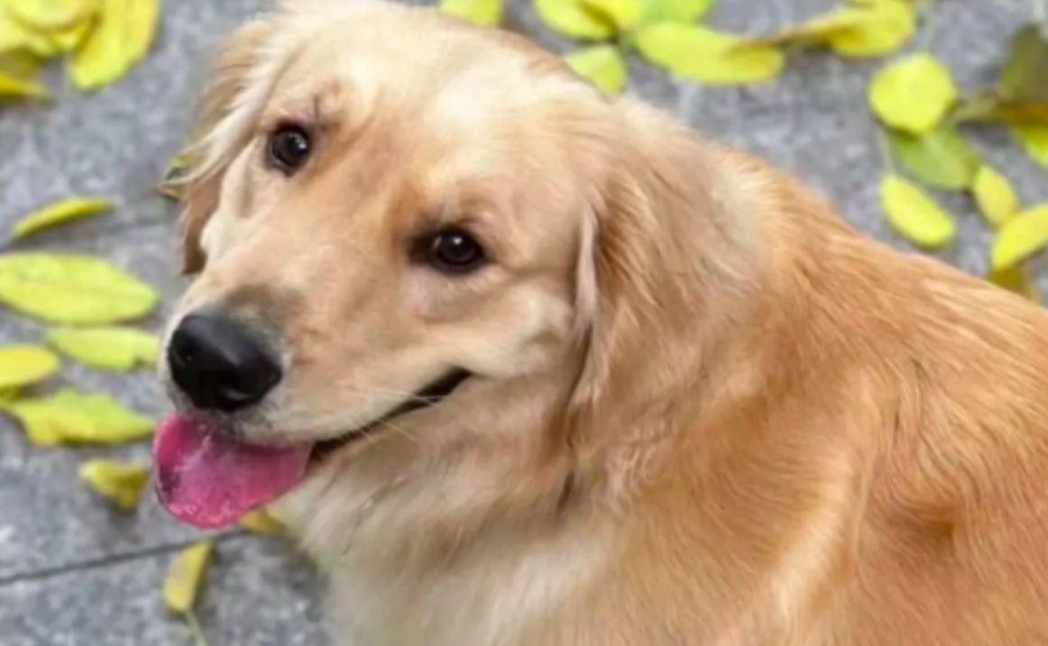 Il Golden Retriever Bubble morto durante un volo aereo