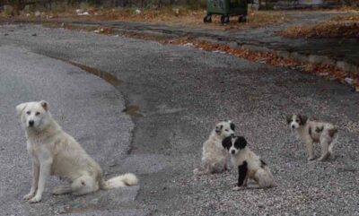 cani randagi olbia