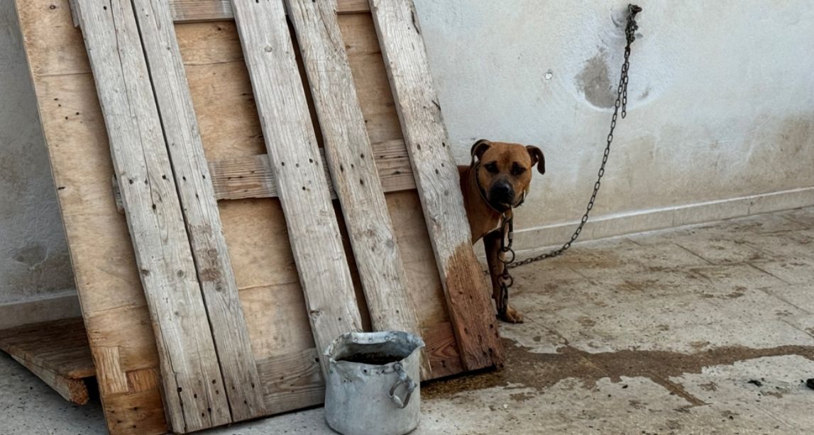 Forze dell'ordine sequestrano 13 pitbull e arrestano 6 persone a Gela per combattimenti clandestini tra cani
