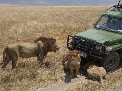 leoni ngorongoro morti avvelenati tanzania