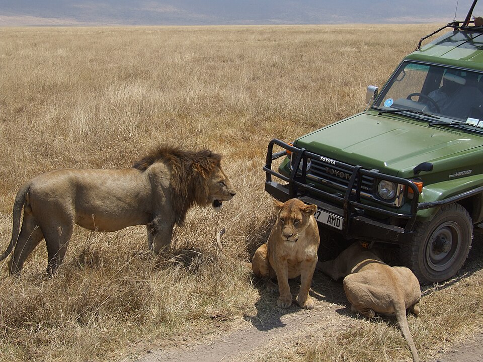 leoni ngorongoro morti avvelenati tanzania