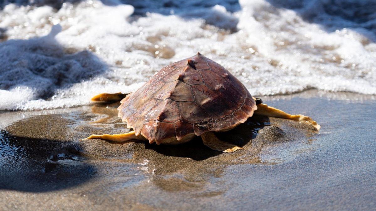 Dieci esemplari di Caretta caretta