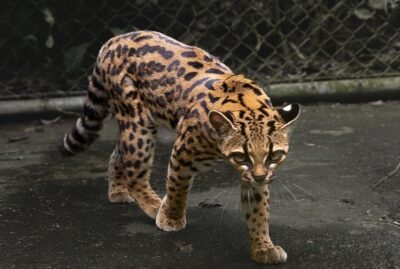 Scoperta una nuova specie di felino in Bolivia, si chiama Tilcayo