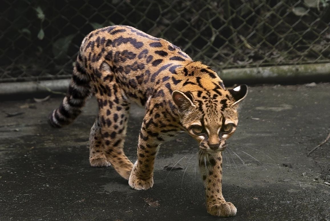 Scoperta una nuova specie di felino in Bolivia, si chiama Tilcayo