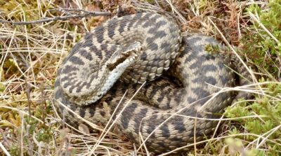 vipera
