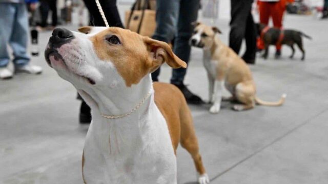 American Staffordshire Terrier