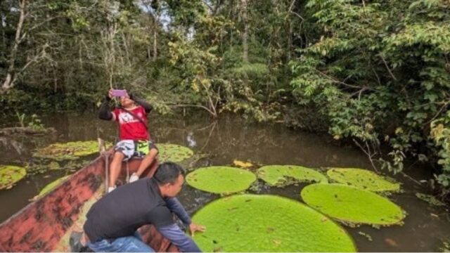 ninfea gigante individuata in Colombia