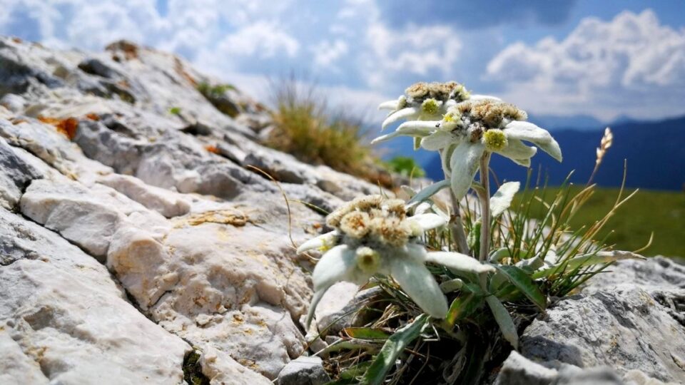 Immagine generica stelle alpine