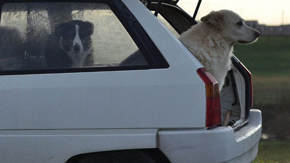 nuovo codice della strada, cambiano le regole per il trasporto degli animali