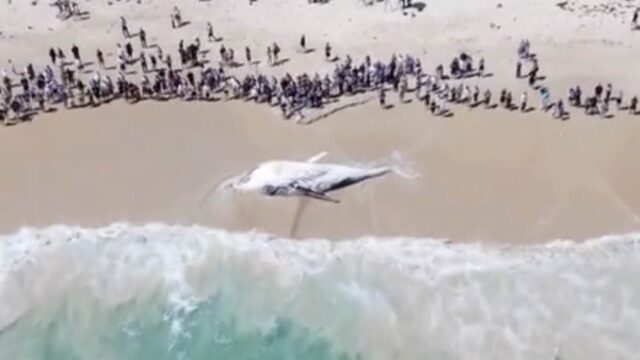 la balena morta sulla spiaggia di Perth