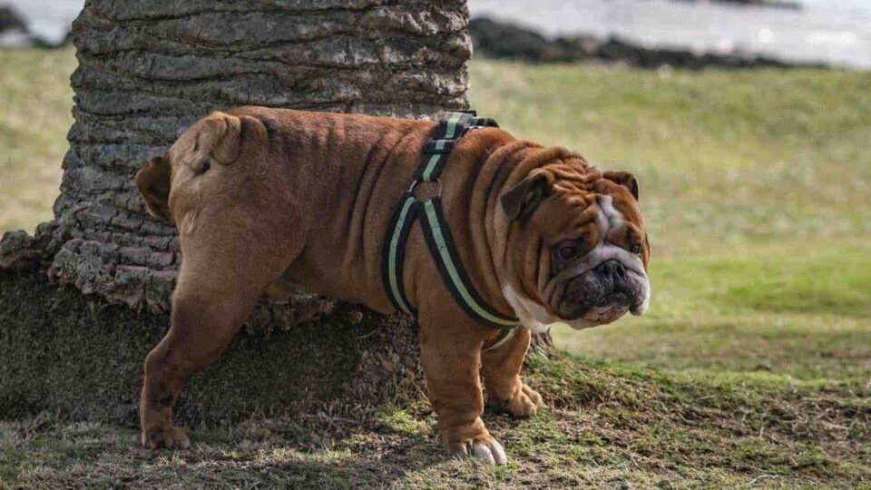 Una cane fa pipì sul tronco di un albero