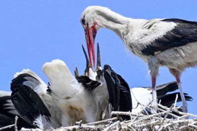 Cicogna dà da mangiare ai piccoli