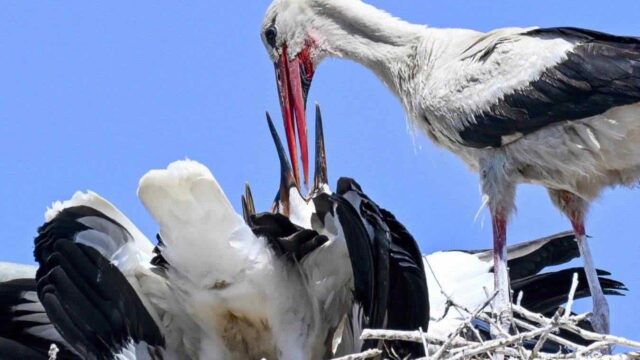 Cicogna dà da mangiare ai piccoli