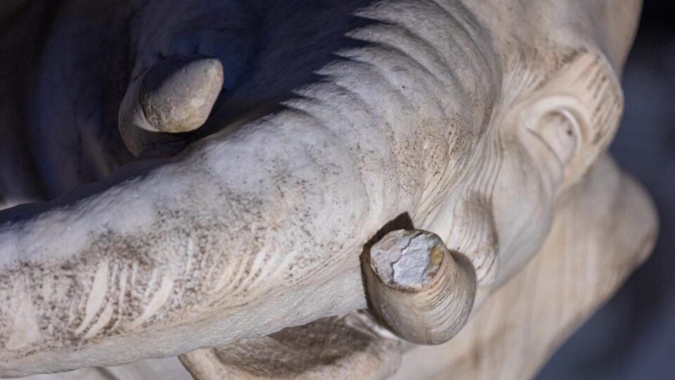 elefante-bernini-danneggiato-condanna-25-anni-carcere-25enne