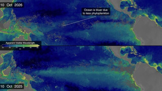 Immagini satellitari NASA a confronto del Pacifico nel 2026 e nel 2025: una fascia blu più estesa indica la diminuzione del fitoplancton