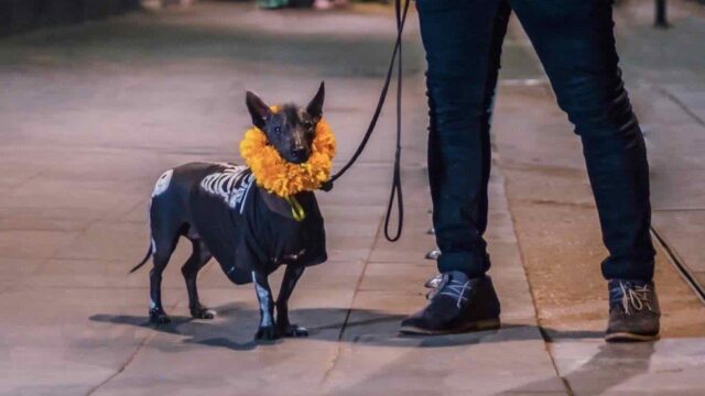 un cane con un costume per Halloween
