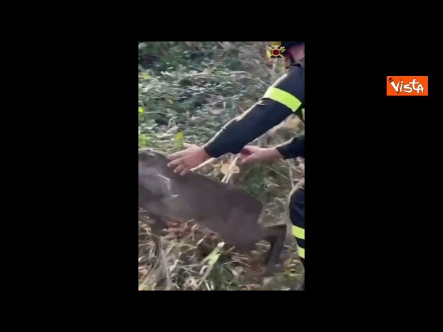 Vigili del Fuoco celebrano San Francesco con un video sui social in cui soccorrono animali – Il video