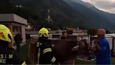 Una mucca caduta in una piscina in un hotel in Trentino