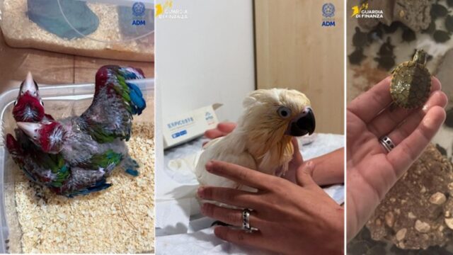 pappagalli tartarughe sequestro pozzallo