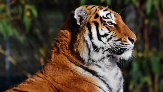 sbranato-tigre-incidente-zoo-londra