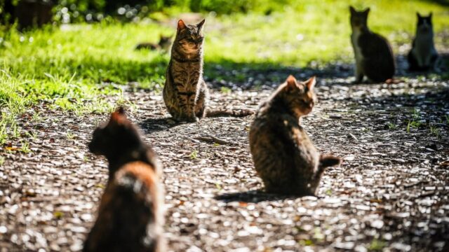 Il caso in provincia di Lucca