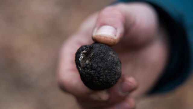 Un tartufo da mezzo chilo potrebbe andare negli Stati Uniti